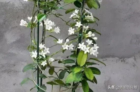 马达加斯加茉莉怎么养？