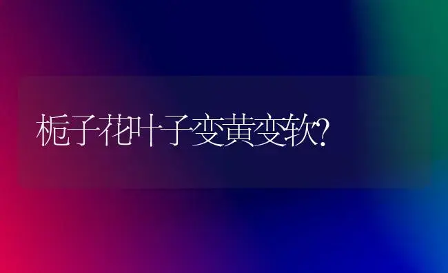 栀子花叶子变黄变软？ | 绿植常识