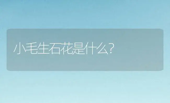 小毛生石花是什么？ | 多肉养殖