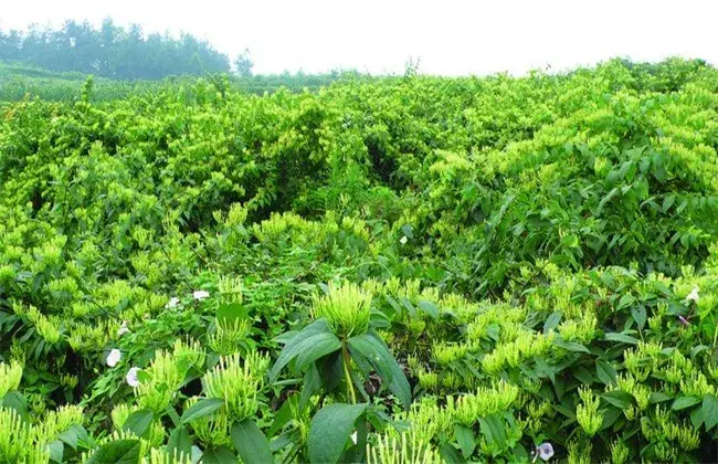 金银花田间管理技术