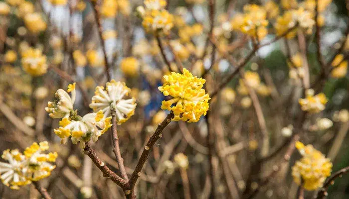 结香的花语和传说 结香的花语