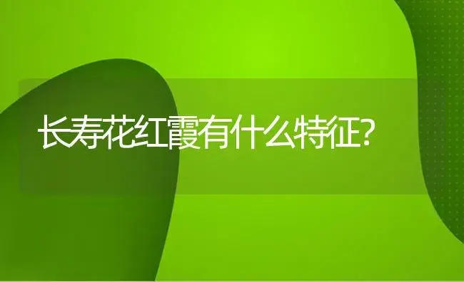 长寿花红霞有什么特征？ | 多肉养殖