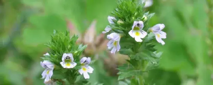 小米花花语为喜悦 小米花的养殖方法