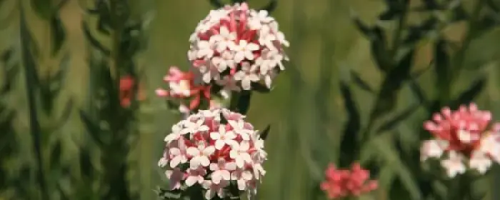 狼毒花寓意