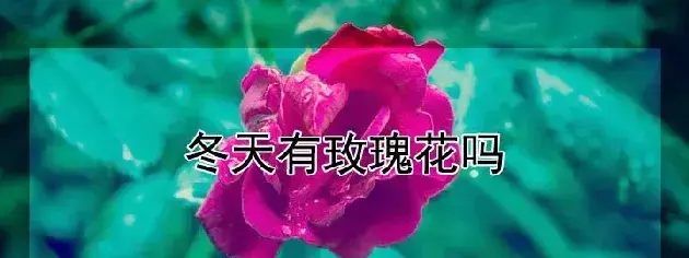 冬天有玫瑰花吗