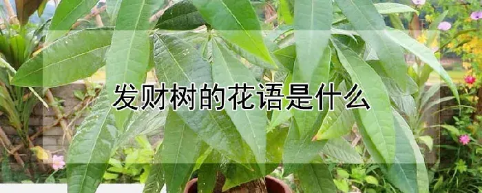 发财树的花语是什么