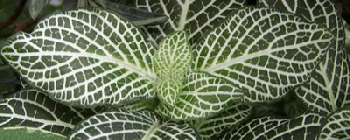 白网纹草花语