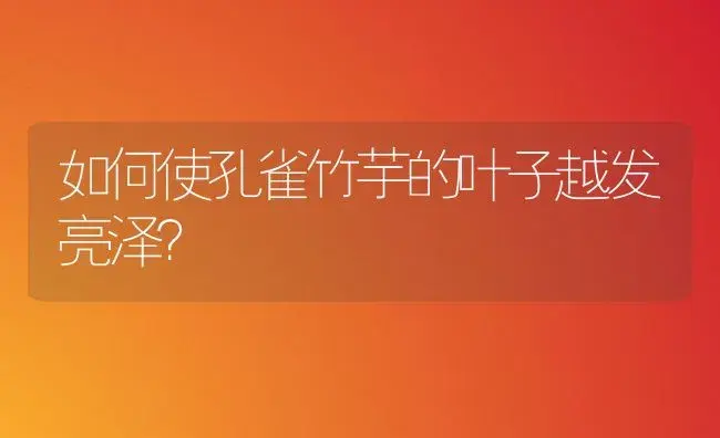 如何使孔雀竹芋的叶子越发亮泽？ | 家庭养花