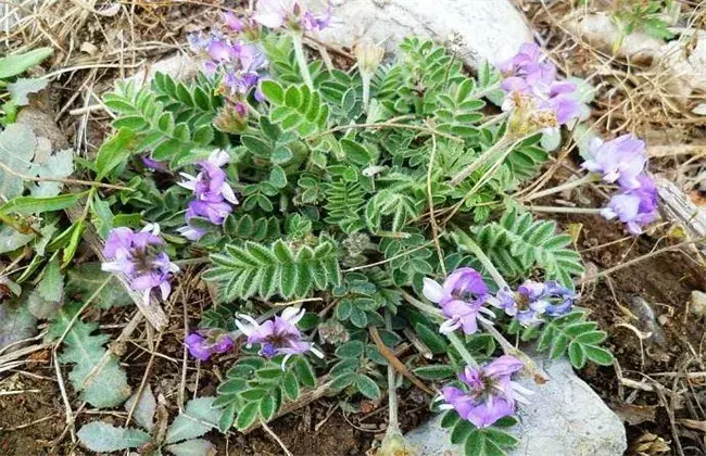 紫花地丁的栽培办法