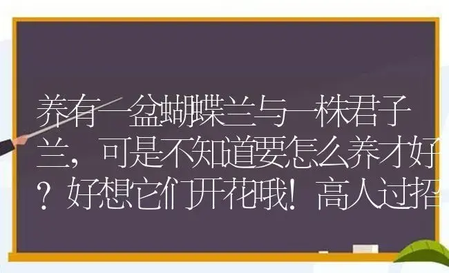 养有一盆蝴蝶兰与一株君子兰，可是不知道要怎么养才好？好想它们开花哦！高人过招？ | 绿植常识