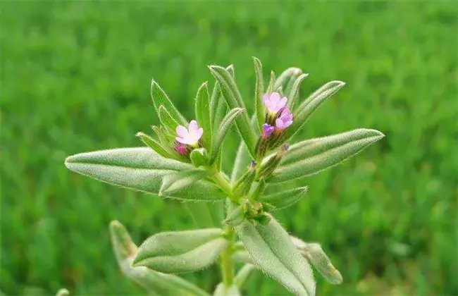 紫草种植管理要点