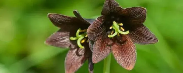 黑百合花语