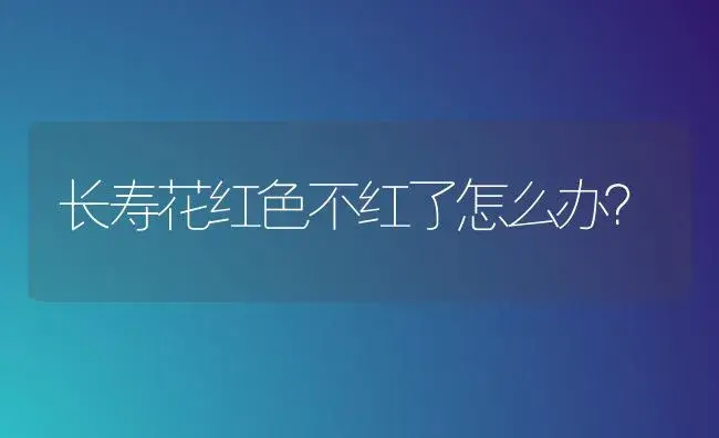 长寿花红色不红了怎么办？ | 多肉养殖