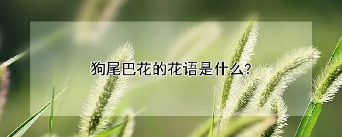 狗尾巴花的花语是什么？