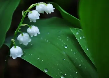 盆栽浇水 | 铃兰花浇水方法