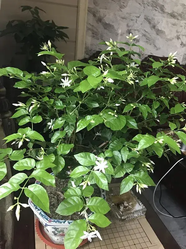 什么样的茉莉每月花开花就香？