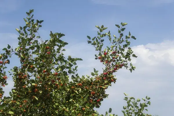 山楂树什么时候嫁接好？几年开花结果？