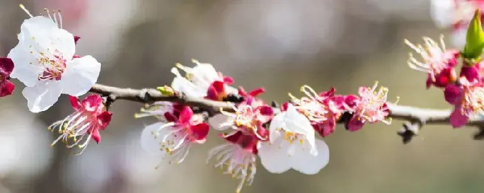 杏花的花语和寓意