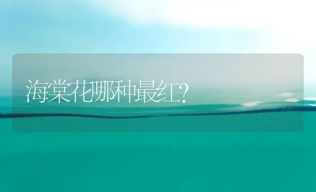 海棠花哪种最红？ | 绿植常识