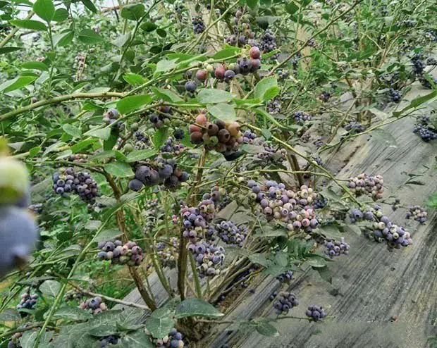 蓝莓生长过程中需要注意什么？