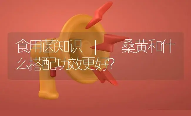 桑黄和什么搭配功效更好？ | 菌菇种植