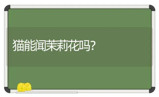 醉蝶绣球的养殖？ | 绿植常识