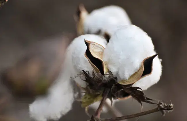 如何防治和治疗棉花烂铃