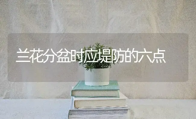 兰花分盆时应堤防的六点 | 特种种植