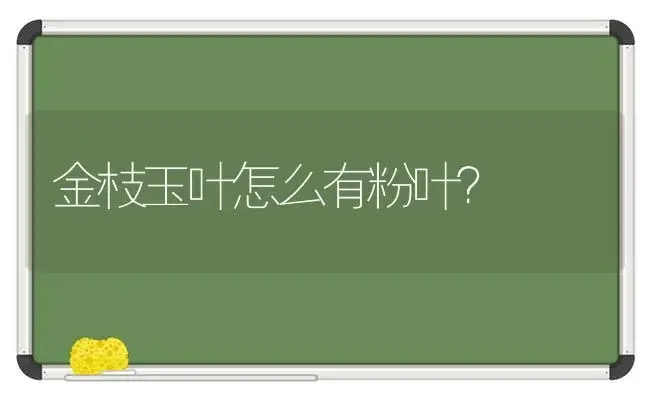 金枝玉叶怎么有粉叶？ | 多肉养殖