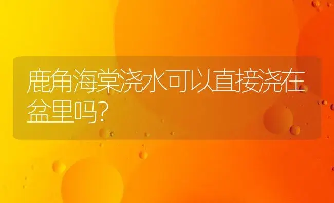 鹿角海棠浇水可以直接浇在盆里吗？ | 多肉养殖