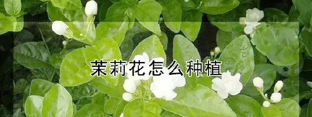 茉莉花怎么种植