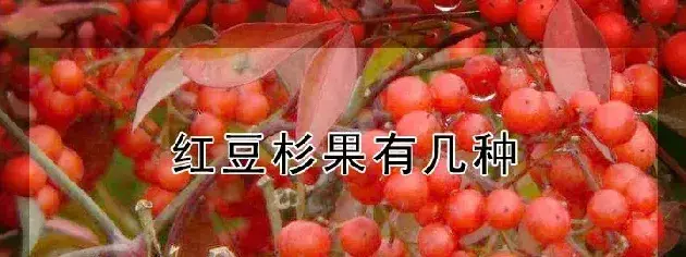 红豆杉果有几种