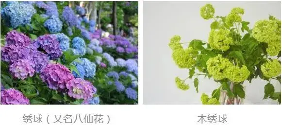 中华木绣球开花时间？