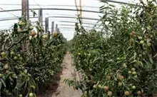 下洼镇“三大市场” 力助沾化冬枣畅销