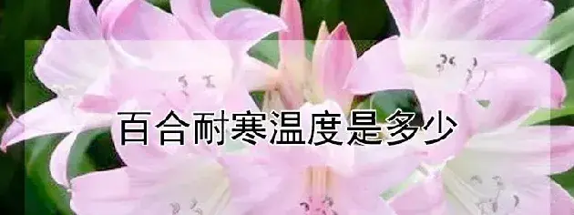 百合耐寒温度是多少