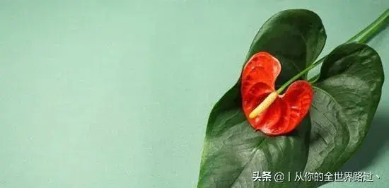 心形草好养吗？