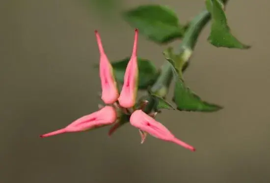 红雀珊瑚花语有哪些？