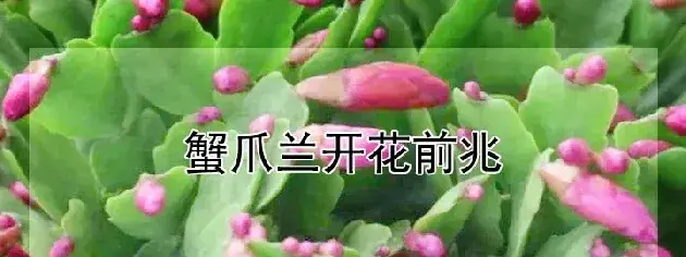 蟹爪兰开花前兆