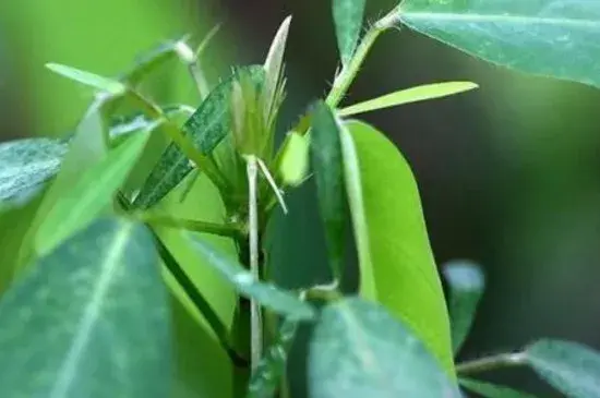 跳舞草的花语和传说