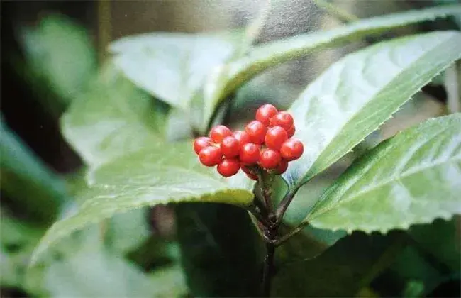 肿节风的栽培技术