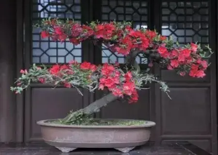 盆栽造型 | 海棠花盆景造型方法