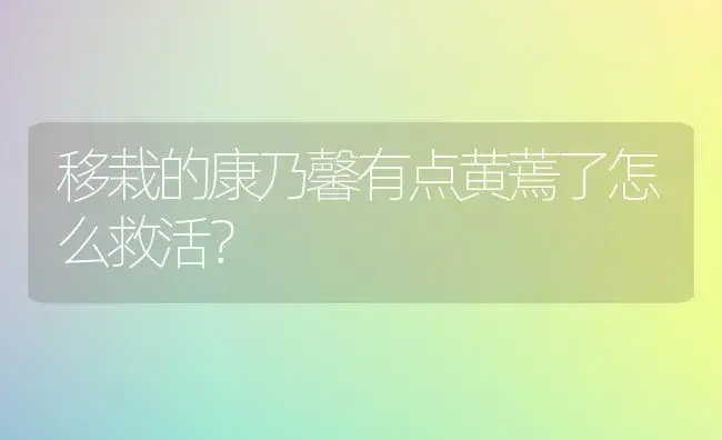 移栽的康乃馨有点黄蔫了怎么救活？ | 绿植常识