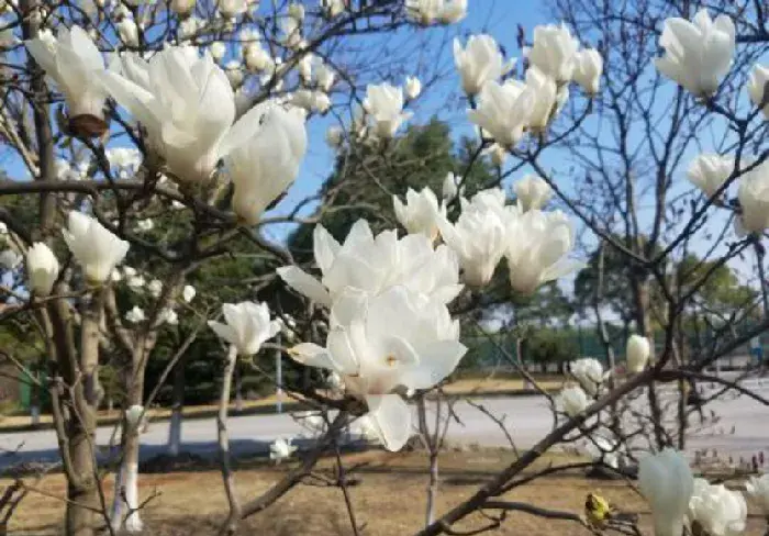 白玉兰的花语有哪些？