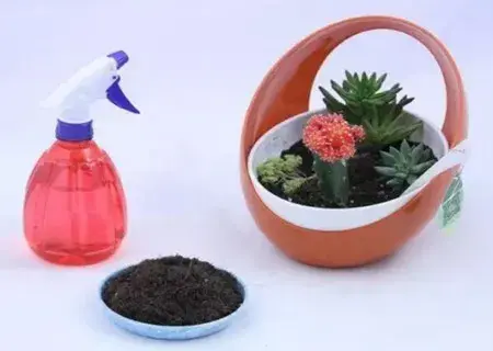 花卉果蔬盆景 | 怎样移植盆栽小植物