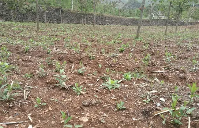 苍术播种育苗技术