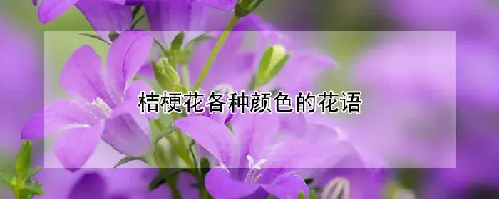 桔梗花各种颜色的花语