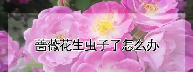 蔷薇花生虫子了怎么办