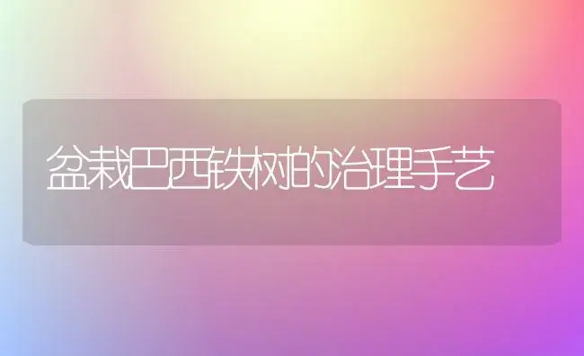 盆栽巴西铁树的治理手艺 | 家庭养花