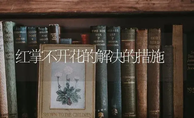 红掌不开花的解决的措施 | 特种种植