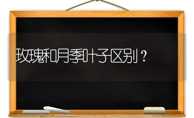 玫瑰和月季叶子区别？ | 绿植常识